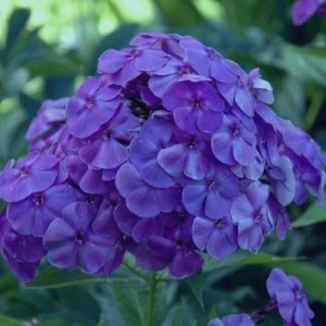 Флокс Phlox Синее Море